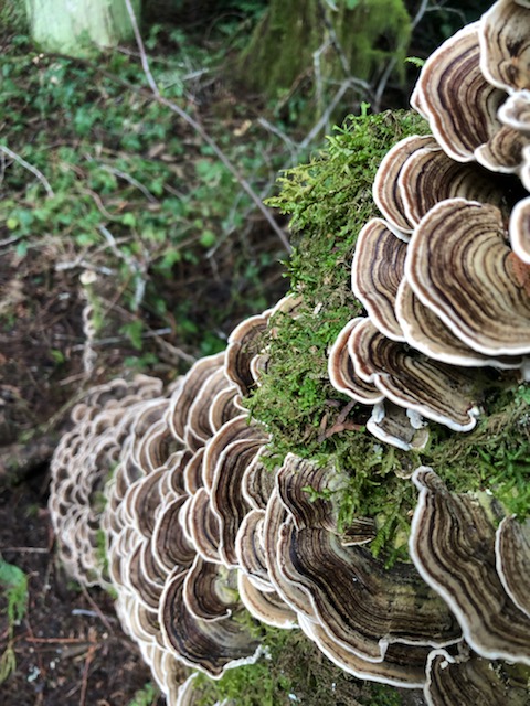 Image of tree with fungus 